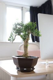 Photo of Beautiful bonsai tree in pot on wooden table indoors