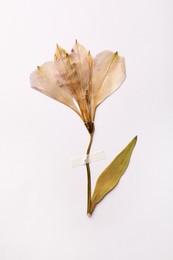 Photo of Pressed dried flower on white background. Beautiful herbarium