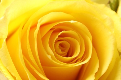 Photo of Beautiful rose with yellow petals as background, macro view