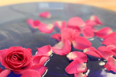 Photo of Pink rose and petals in water, closeup