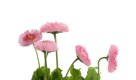 Photo of Beautiful blooming daisies against white background. Spring flowers