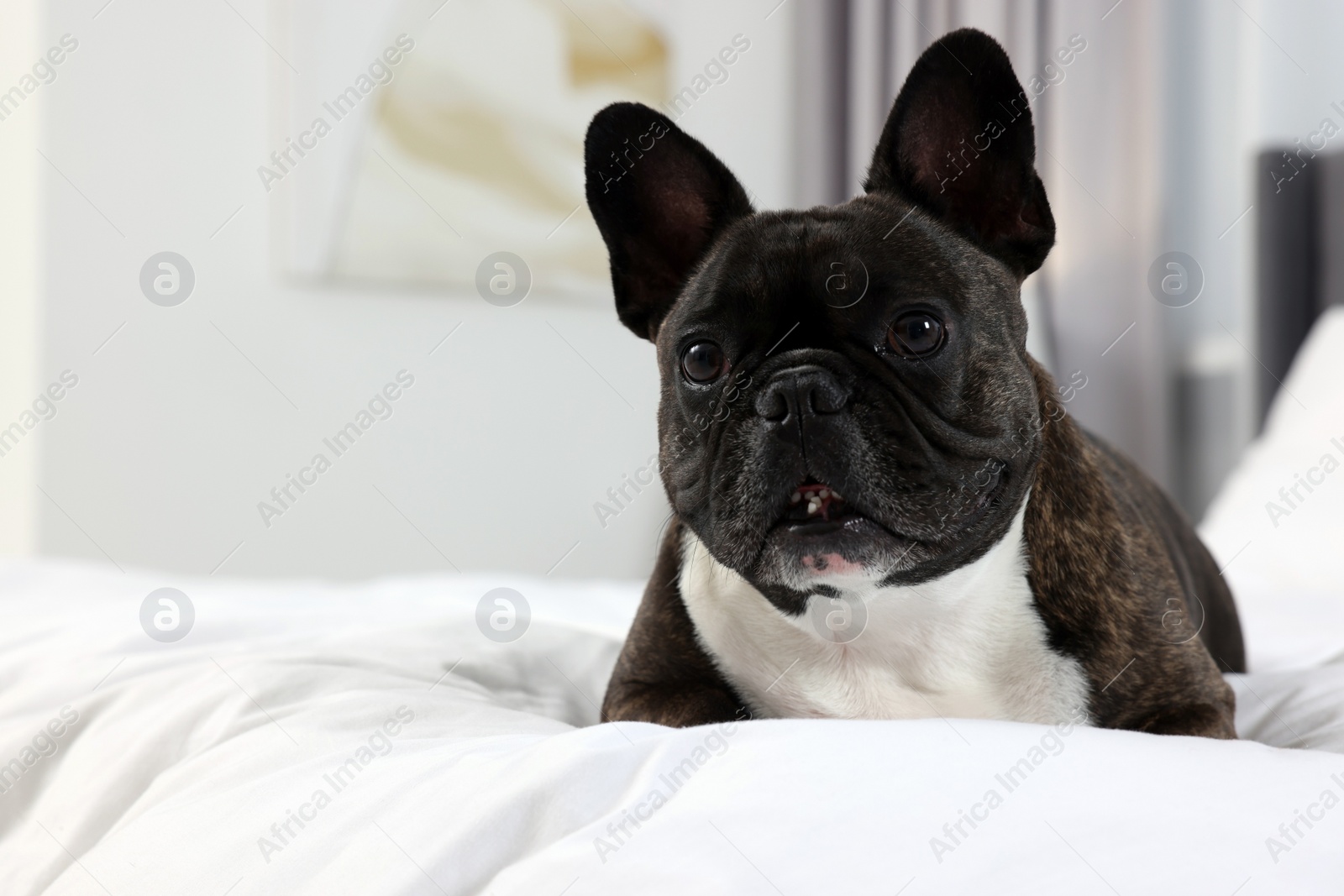 Photo of Adorable French Bulldog lying on bed indoors, space for text. Lovely pet