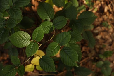 Beautiful wild plant with green leaves growing outdoors, closeup. Space for text