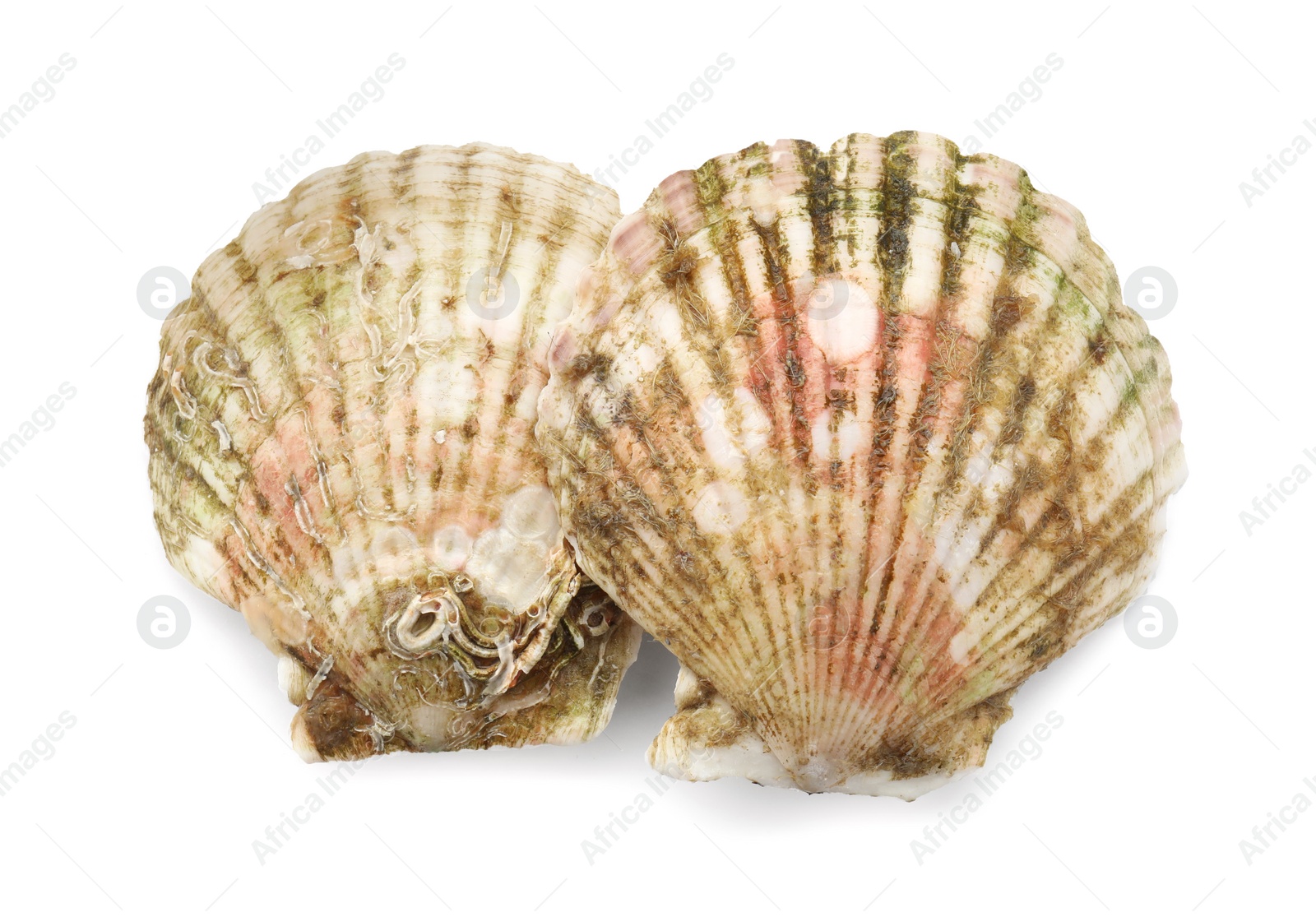 Photo of Fresh closed scallops isolated on white, top view