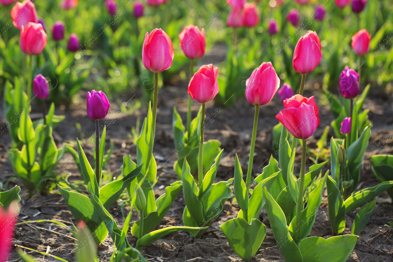 Photo of Field with fresh beautiful tulips. Blooming spring flowers