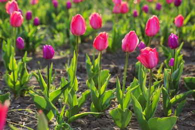 Photo of Field with fresh beautiful tulips. Blooming spring flowers