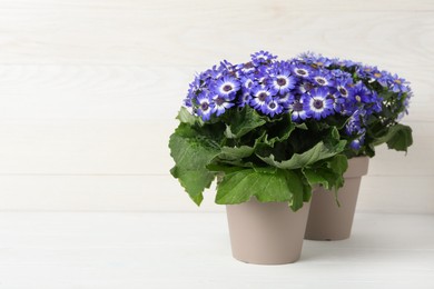 Photo of Beautiful purple cineraria plants in flower pots on white table. Space for text