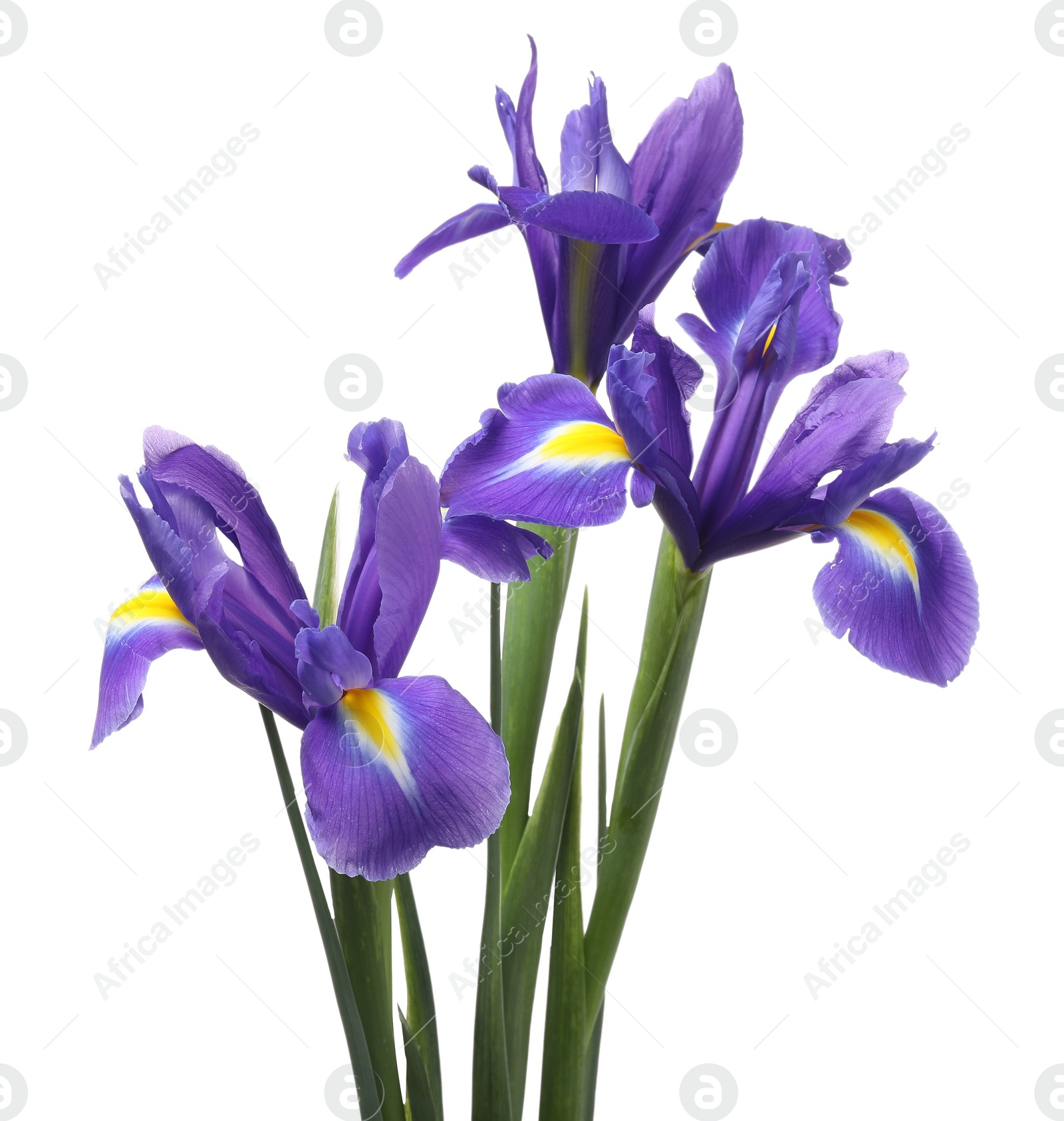 Photo of Beautiful violet iris flowers isolated on white