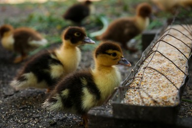 Photo of Cute fluffy ducklings near feeder with seed mix in farmyard