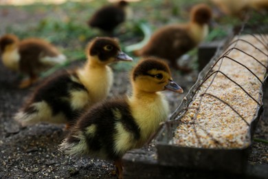 Cute fluffy ducklings near feeder with seed mix in farmyard