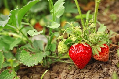 Photo of Strawberry plant with ripening berries growing in field