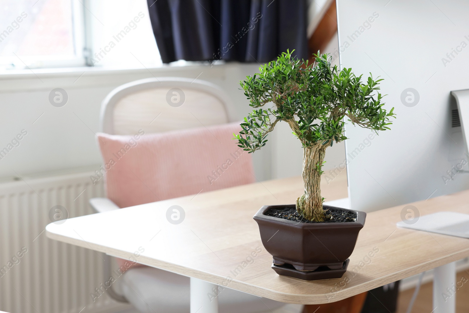 Photo of Beautiful bonsai tree in pot on wooden table indoors, space for text