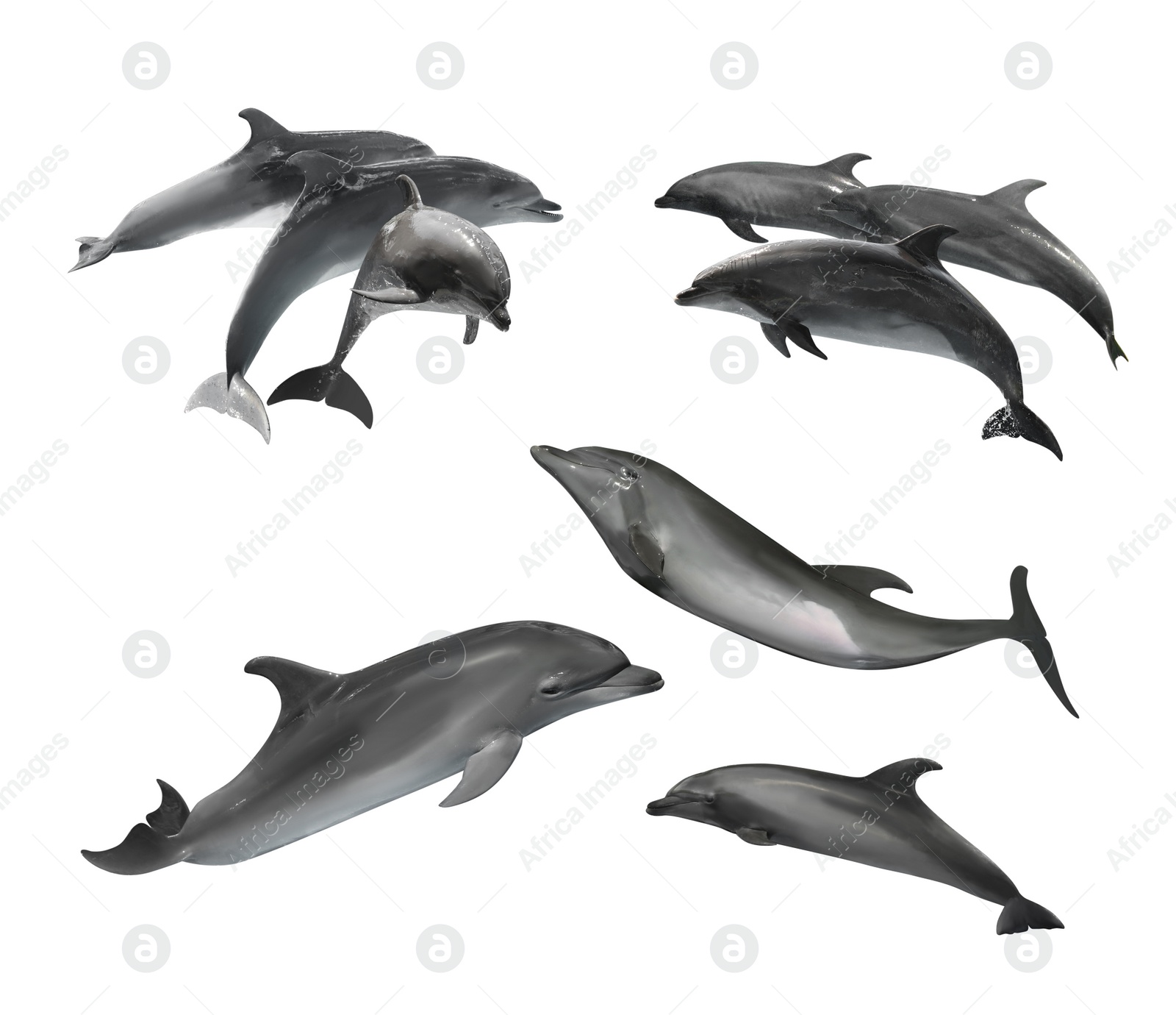 Image of Beautiful grey bottlenose dolphins on white background, collage