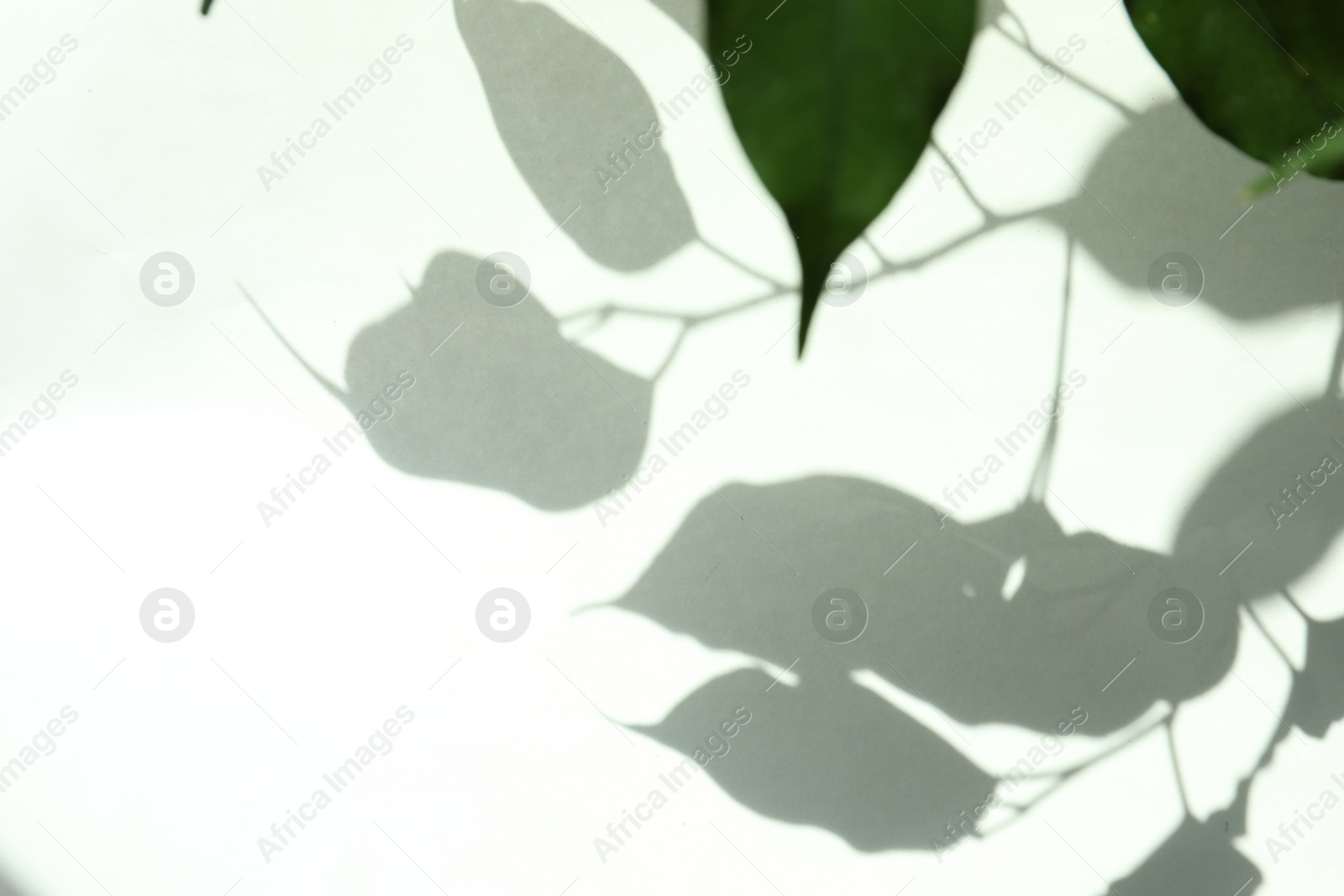 Photo of Shadow of beautiful houseplant on light background