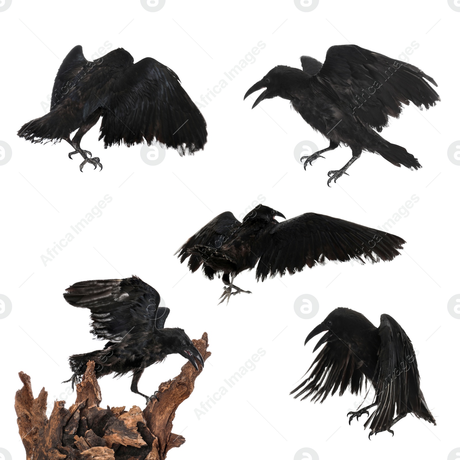 Image of Collage with black ravens on white background 