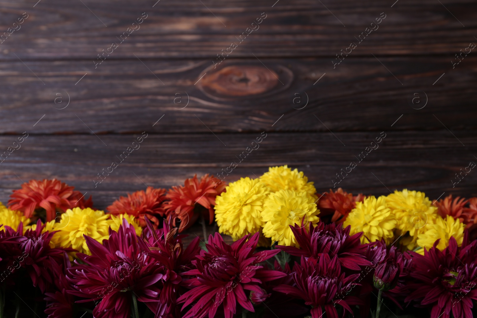 Photo of Flat lay composition with different beautiful chrysanthemum flowers on wooden table. Space for text