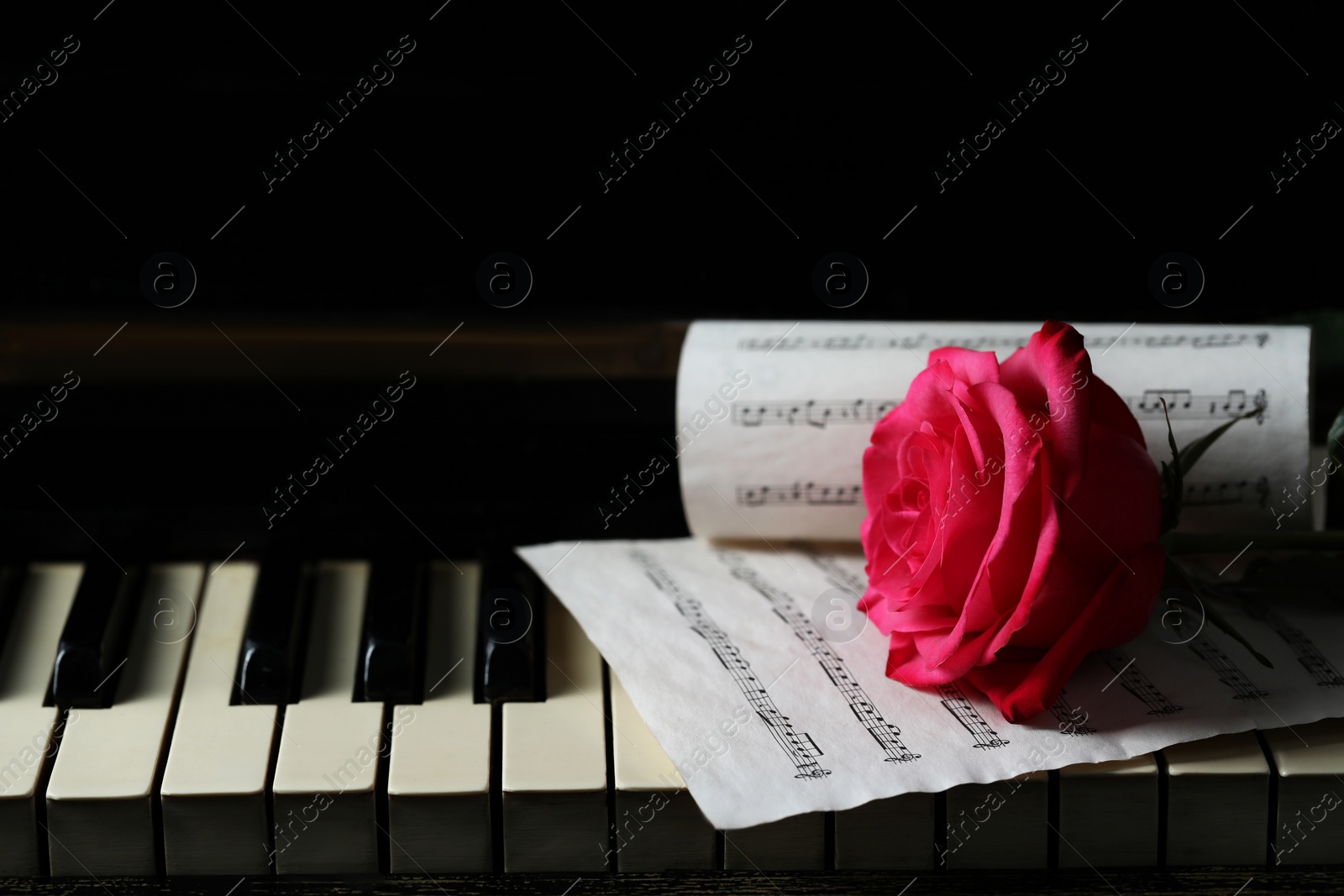 Photo of Beautiful pink rose and musical notes on piano keys