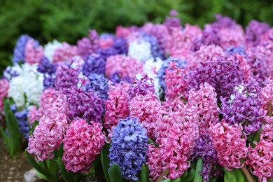 Many beautiful hyacinth flowers growing outdoors, closeup. Spring season