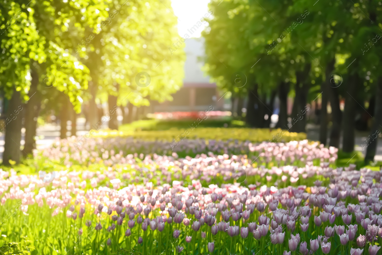 Photo of Blossoming tulips outdoors on sunny spring day