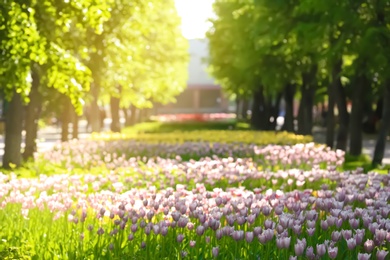 Photo of Blossoming tulips outdoors on sunny spring day