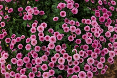 Photo of Chrysanthemum plant with pink flowers as background