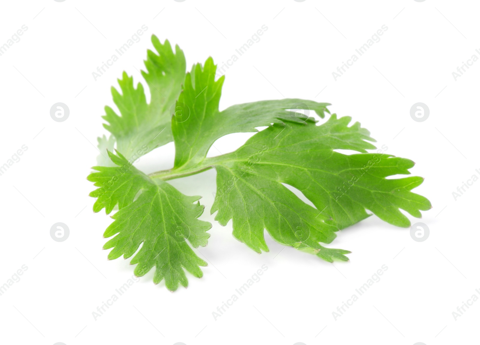 Photo of Aromatic fresh green cilantro isolated on white