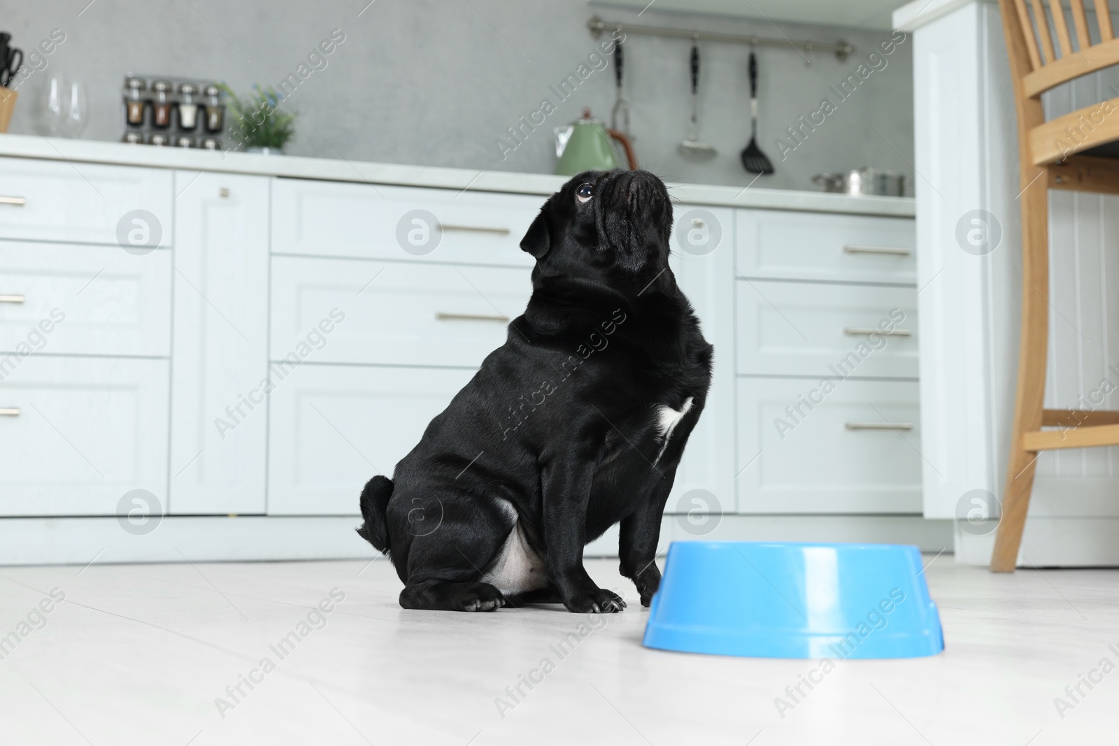 Photo of Cute Pug dog eating from plastic bowl in kitchen