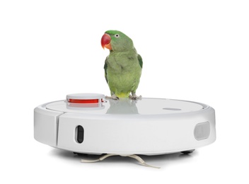 Modern robotic vacuum cleaner and Alexandrine parakeet on white background