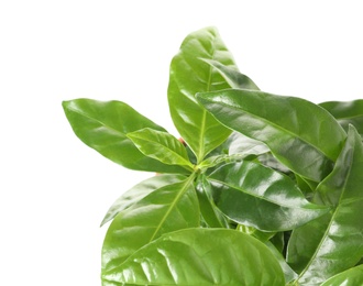 Photo of Fresh coffee green leaves on white background, closeup