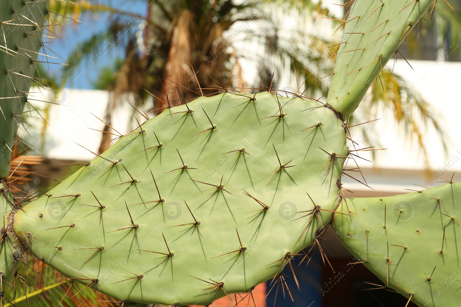 Photo of Beautiful Opuntia cactus with big spines growing outdoors, closeup