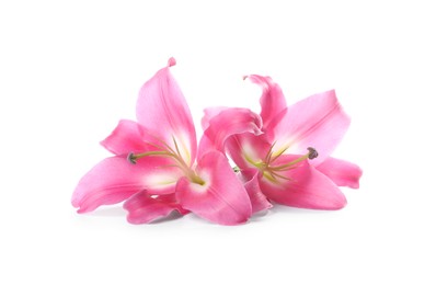 Beautiful pink lily flowers isolated on white