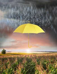 Image of Open yellow umbrella under heavy rain in corn field