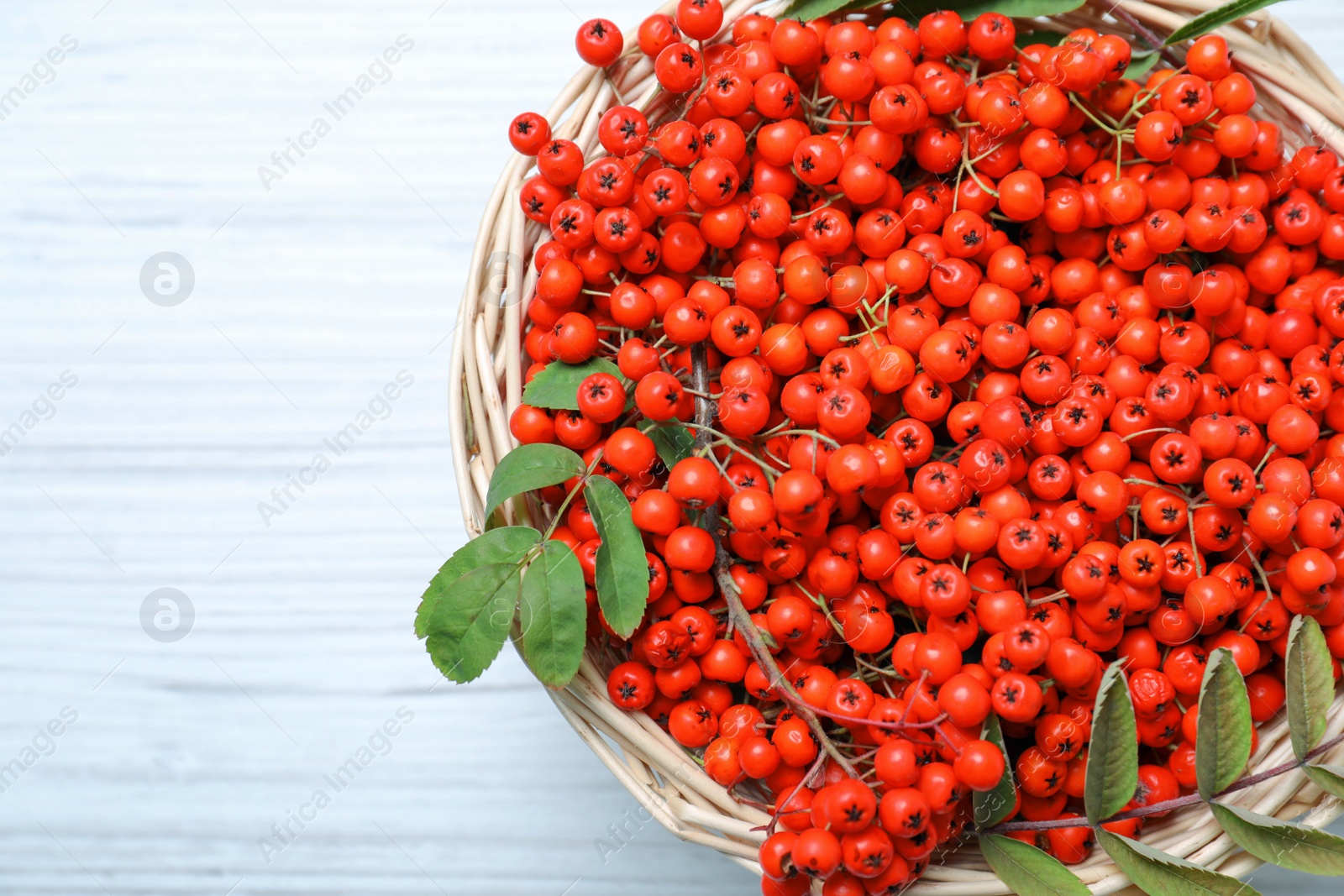 Photo of Fresh ripe rowan berries and leaves in wicker basket on white wooden table, top view. Space for text