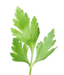 Photo of Sprig of fresh green parsley leaves isolated on white