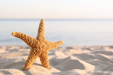 Sandy beach with beautiful starfish near sea on sunny summer day. Space for text