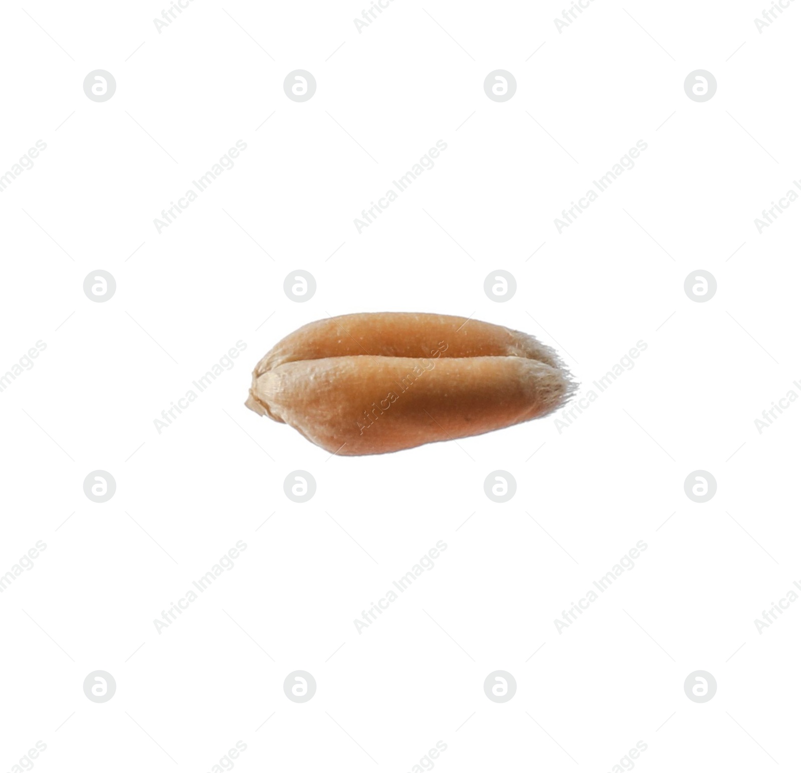 Photo of Dry golden wheat grain isolated on white