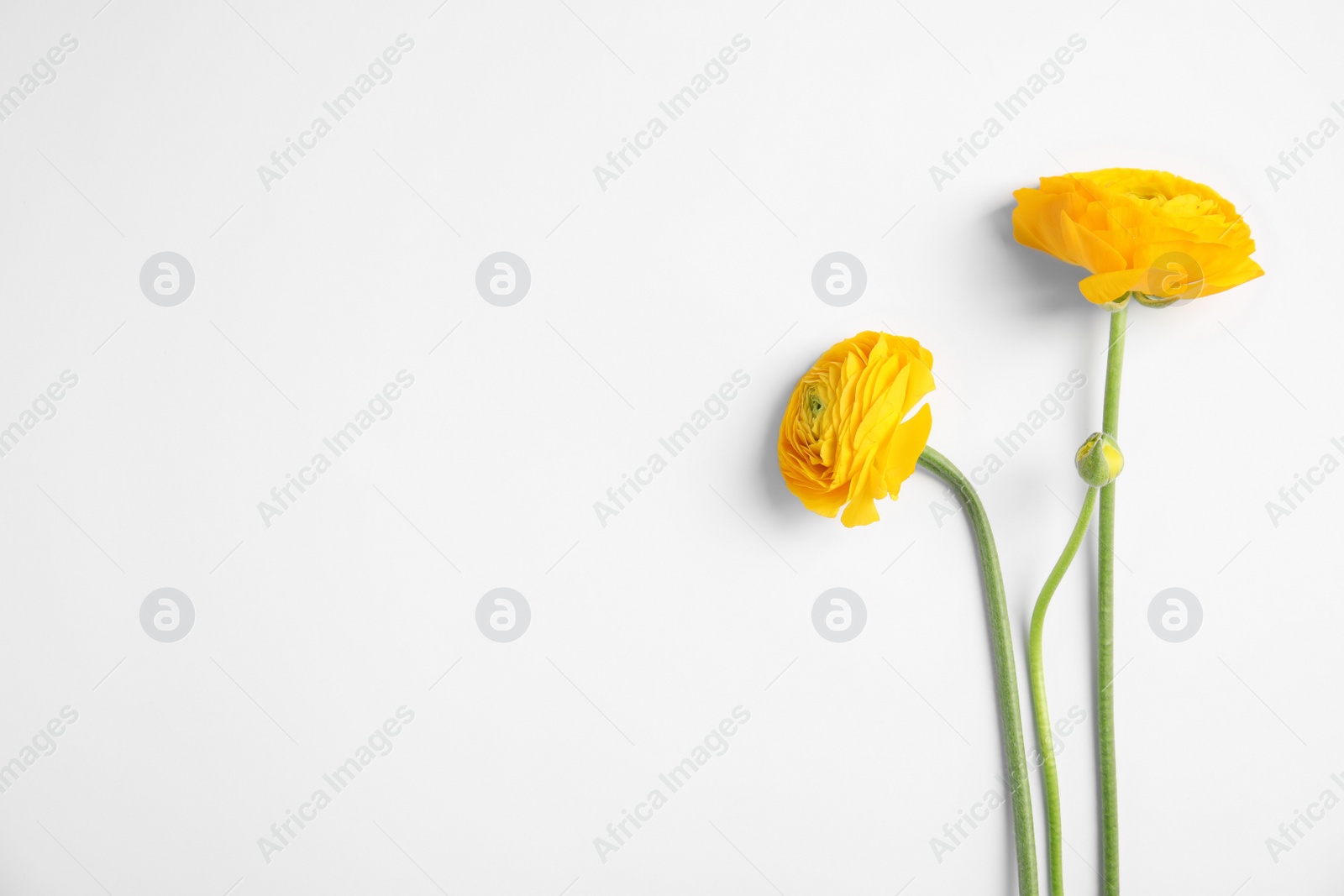 Photo of Beautiful ranunculus flowers on white background, top view