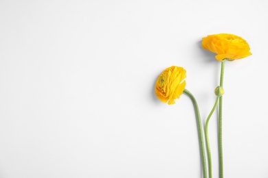 Photo of Beautiful ranunculus flowers on white background, top view