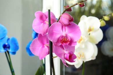 Photo of Beautiful tropical orchid flower near window glass, closeup