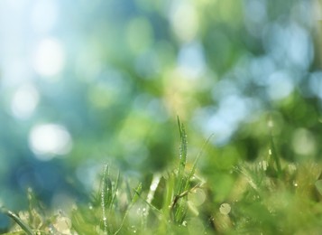 Image of Beautiful green grass with morning dew on sunny day. Bokeh effect