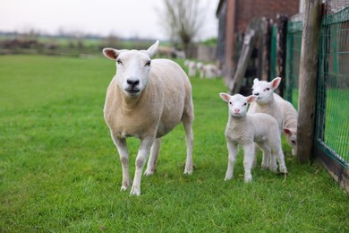 Photo of Beautiful sheep with cute lambs near fence in farmyard