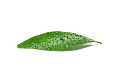 Photo of Fresh green tangerine leaf with water drops on white background