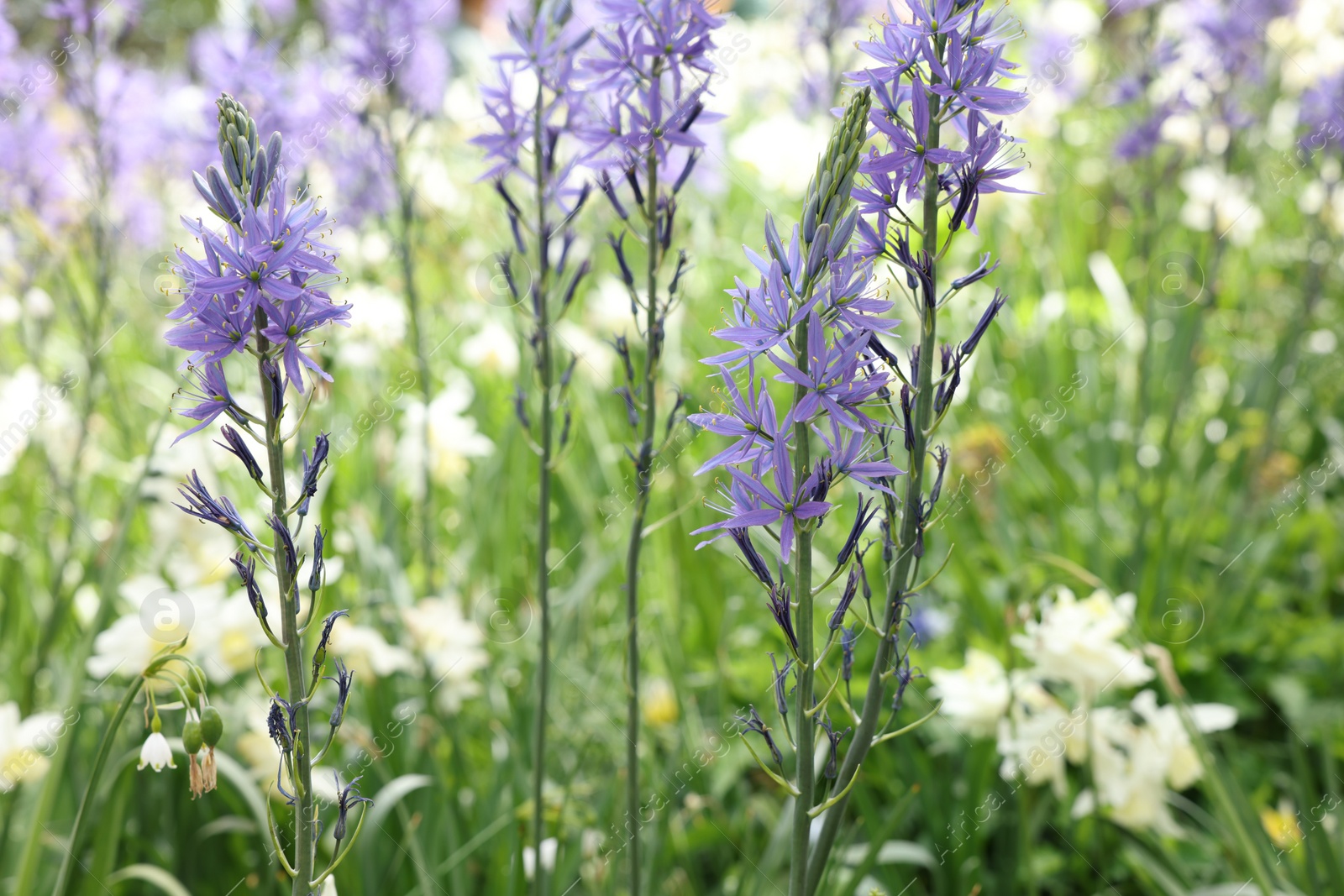 Photo of Beautiful Camassia growing among narcissus flowers outdoors, closeup. Spring season