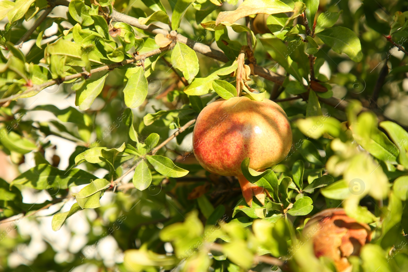 Photo of Pomegranate tree with ripening fruit outdoors on sunny day