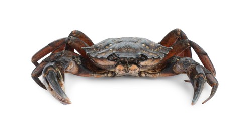 Photo of One fresh raw crab isolated on white