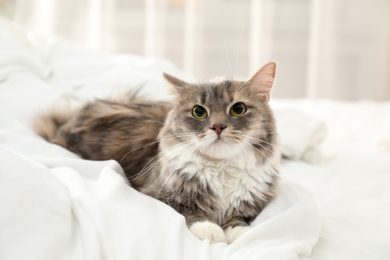 Cute cat lying on bed at home. Domestic pet