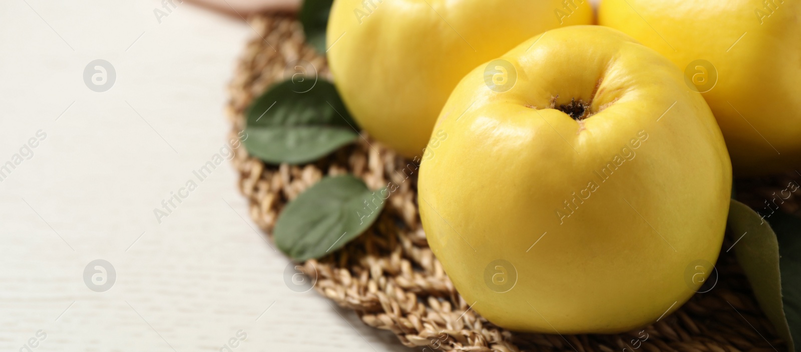 Image of Fresh ripe organic quinces with leaves on white wooden table, closeup view with space for text. Banner design