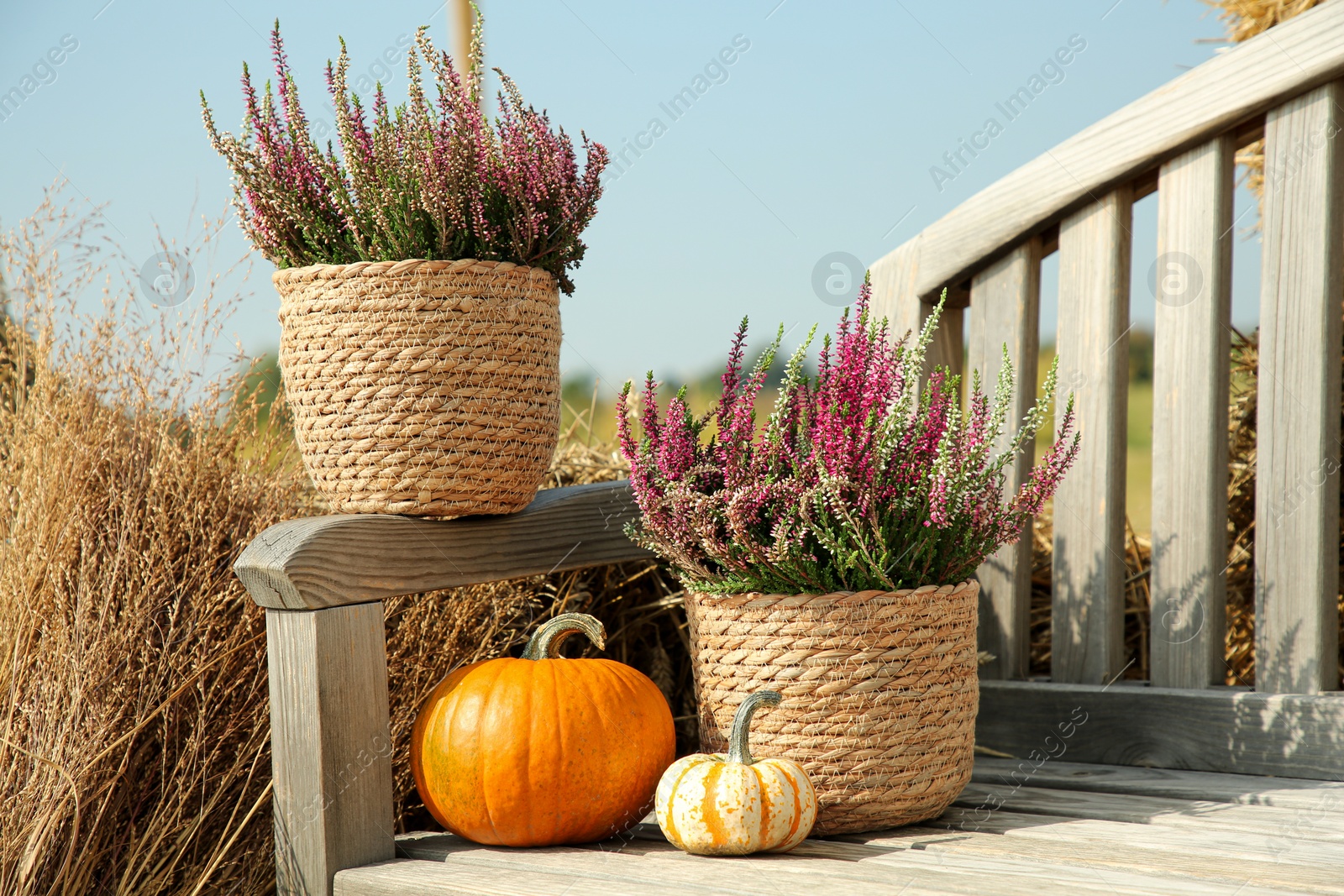 Photo of Beautiful heather flowers in pots and pumpkins on wooden bench outdoors