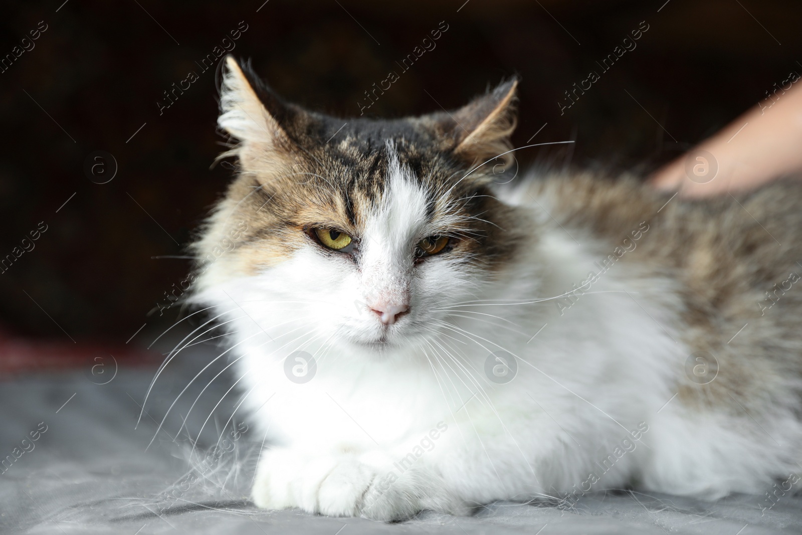 Photo of Woman stroking homeless cat indoors, closeup. Concept of volunteering