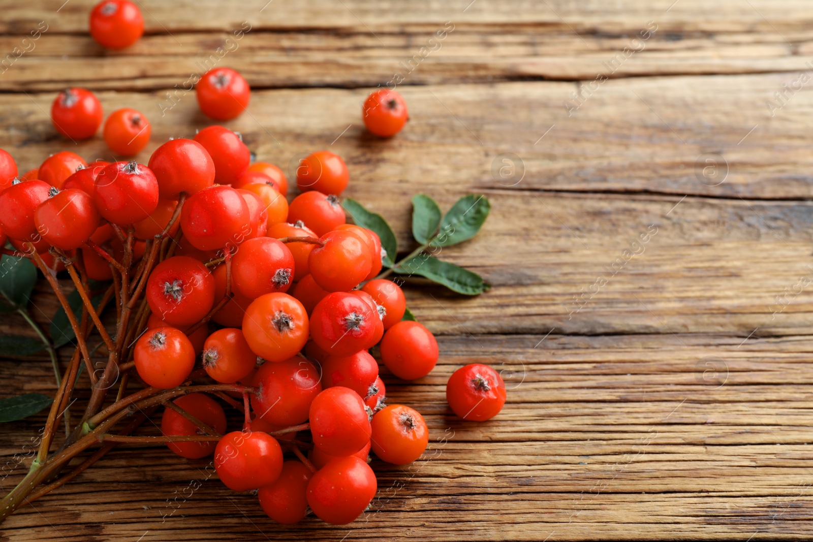 Photo of Bunch of ripe rowan berries with green leaves on wooden table, closeup. Space for text